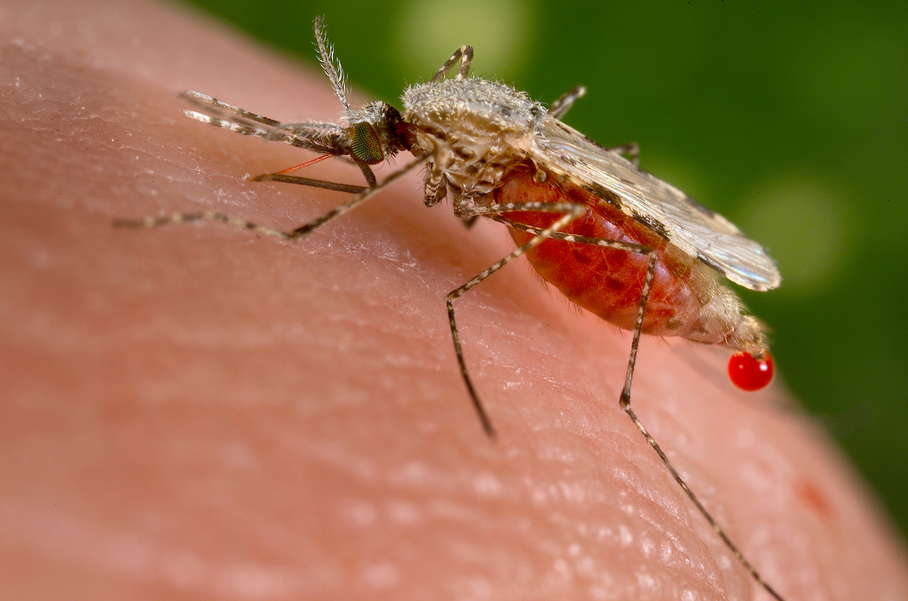 Какую опасность несут паразиты и слюна комара